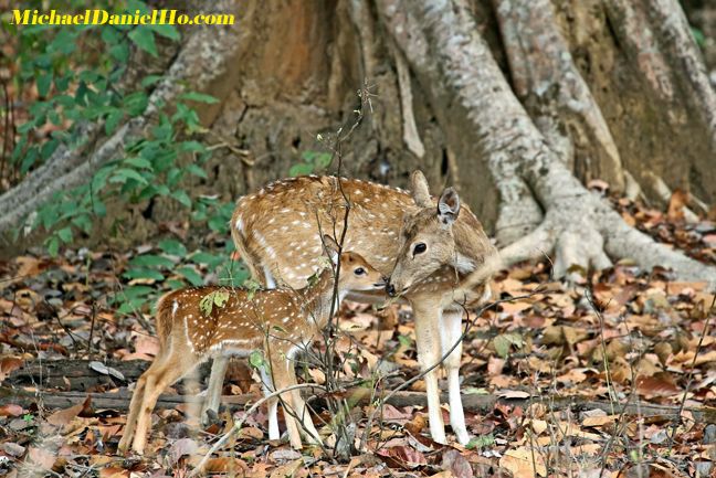 photo of spotted deer in India