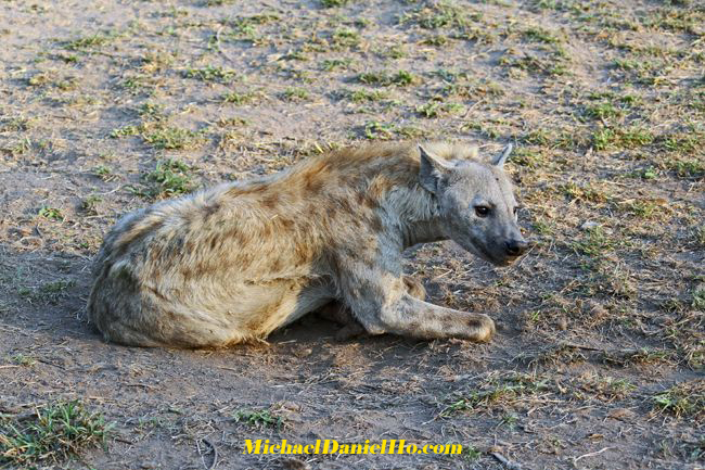 spotted hyena in south africa