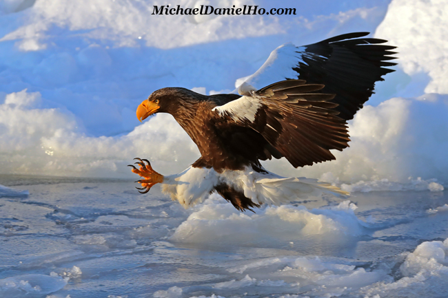photo of steller sea eagle hunting