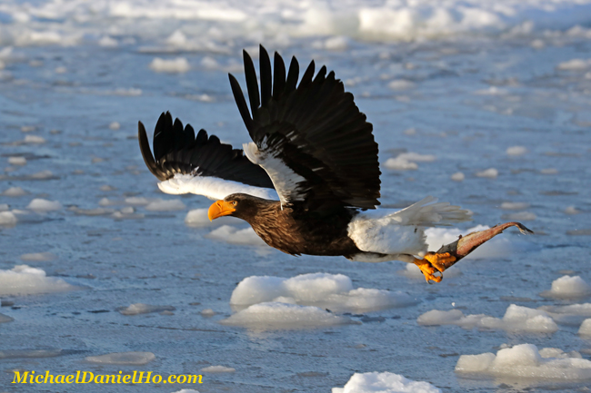 photo of steller sea eagle with fish