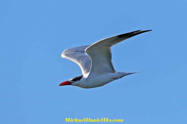 photo of Caspian Tern
