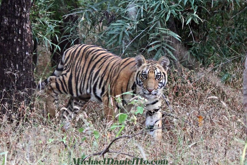 wild tiger photo