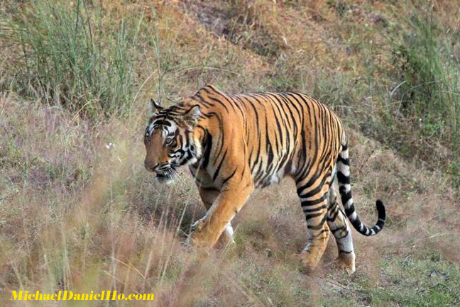 photo safari of bengal tiger