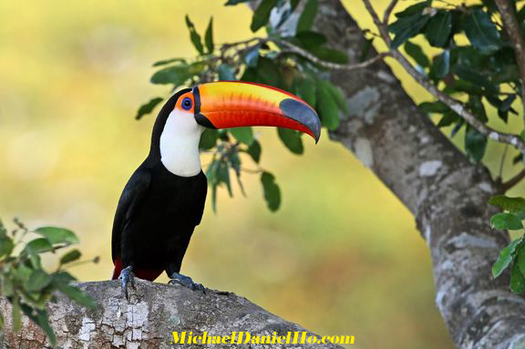 photo of toco toucan