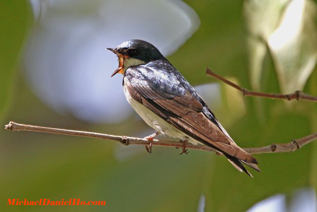 photo of tree swallow