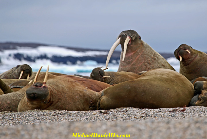 photo of atlantic walrus on beach