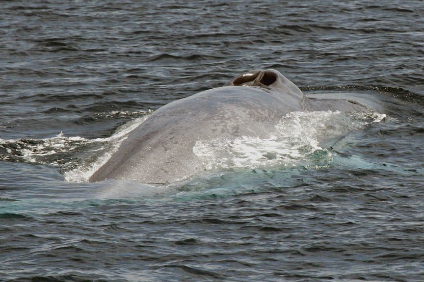 blue whale pics