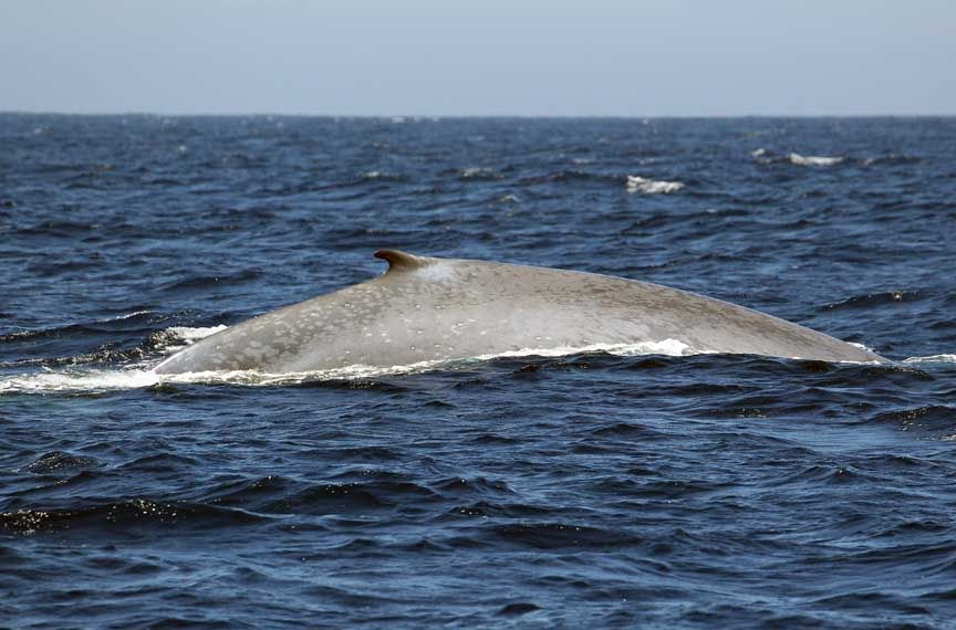 blue whale pictures