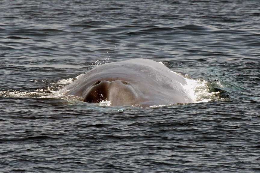 blue whale pictures