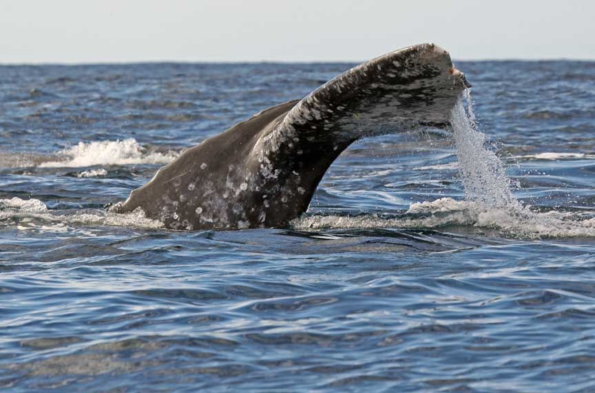 gray whale picture