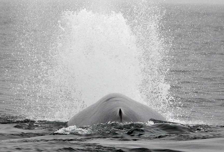 blue whale photography