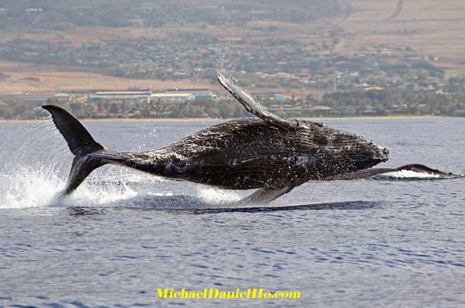 photo safari of breaching Humpback whale