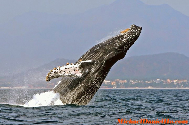wildlife photography, wildlife photographer, wildlife wallpapers
