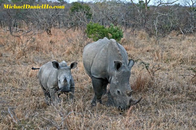 white rhino mom and calf photo