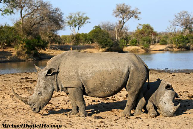 photo of white rhino mom and calf