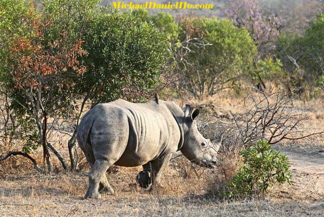 photo of white rhino