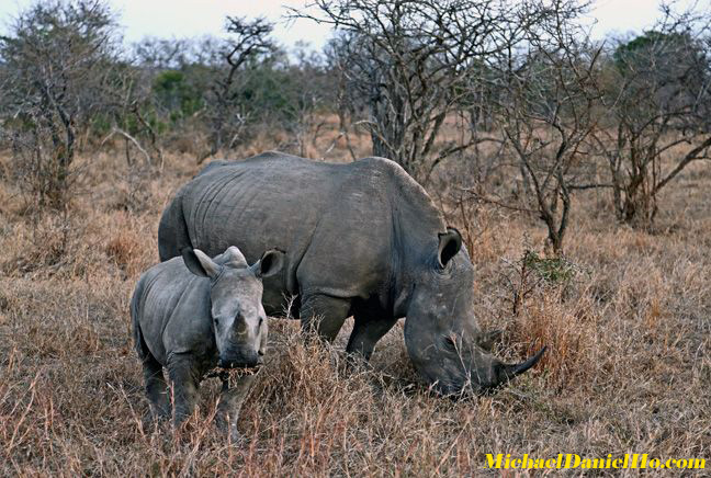photo of white rhino mom and calf