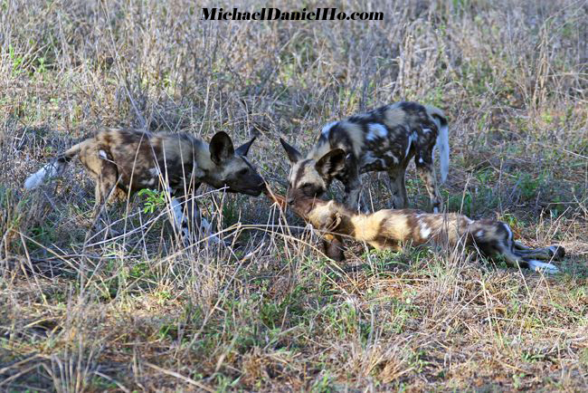 wild dogs pack in africa