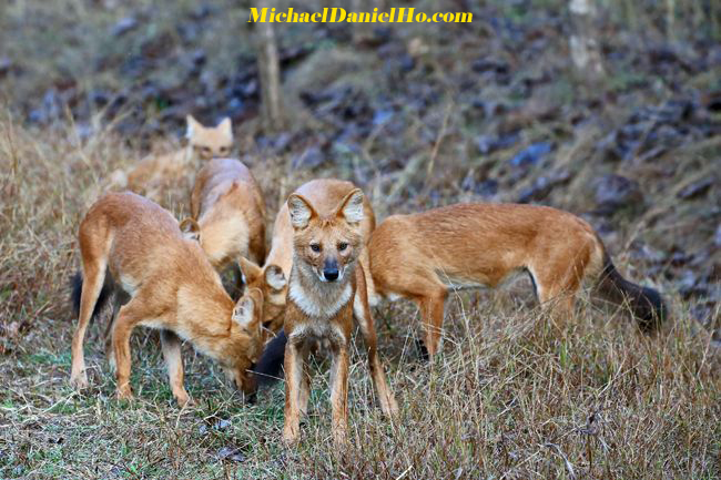 wild dogs pack in India