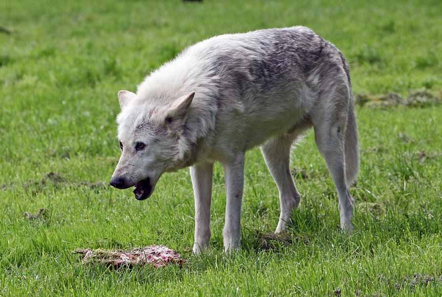 photo of grey wolf