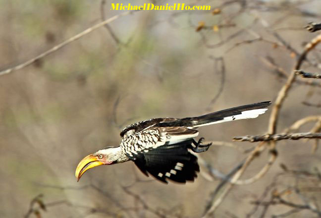 yellow-billed hornbill in South Africa