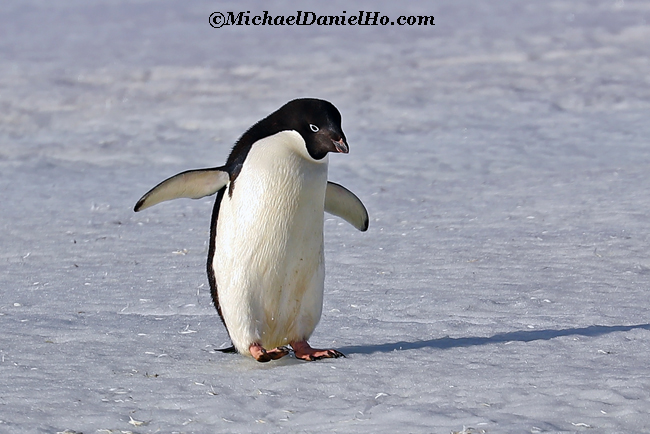 adelie penguin walking in snow in antarctica