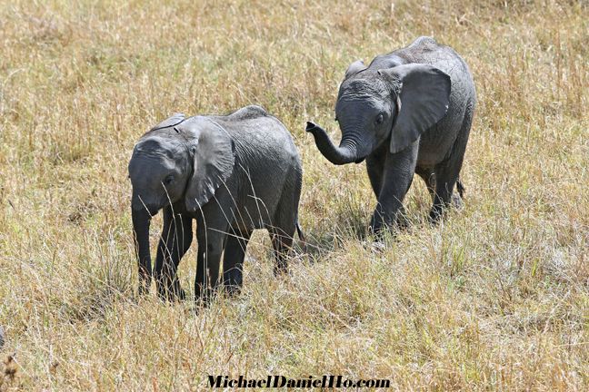 african elephant calves