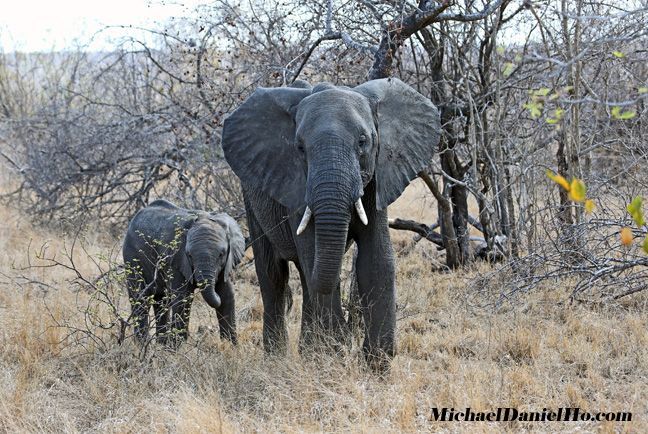 african elephant mom and calf