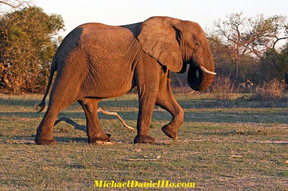 african elephant in South Africa