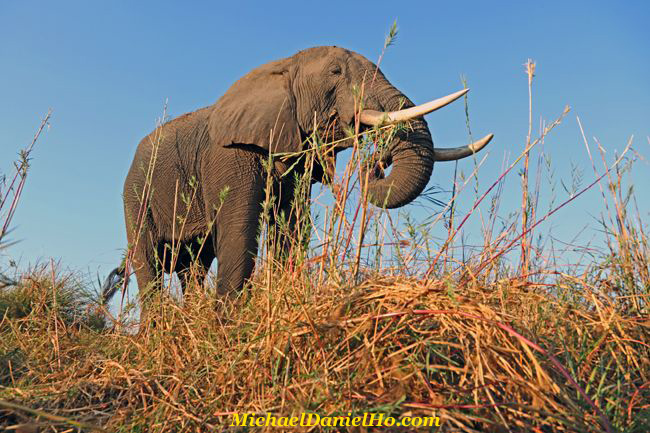 African elephant in Chobe river, Botswana