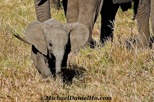 african elephant calf in Sabi Sand, South Africa