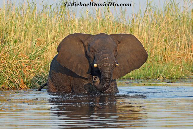 african elephant in Chobe River, Botswana