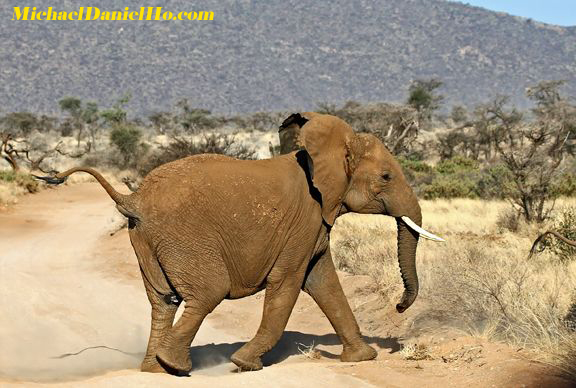 african elephant pictures