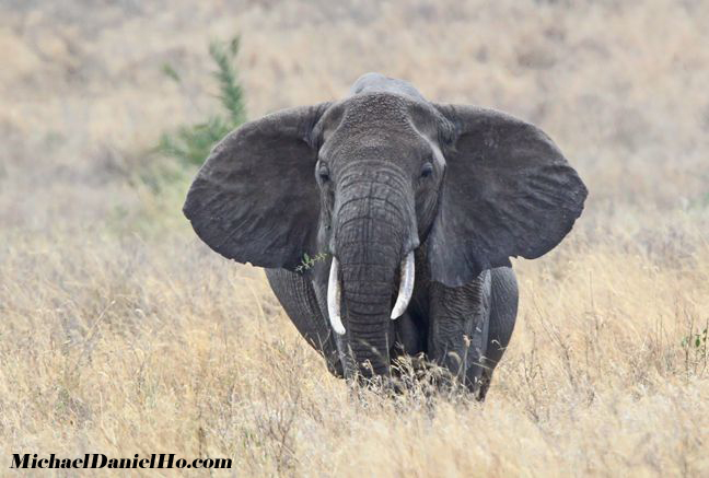 african elephant photos