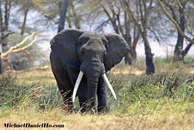 african elephant photos