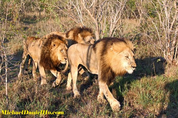  A coalition of 3 African lions in Sabi Sand, South Africa