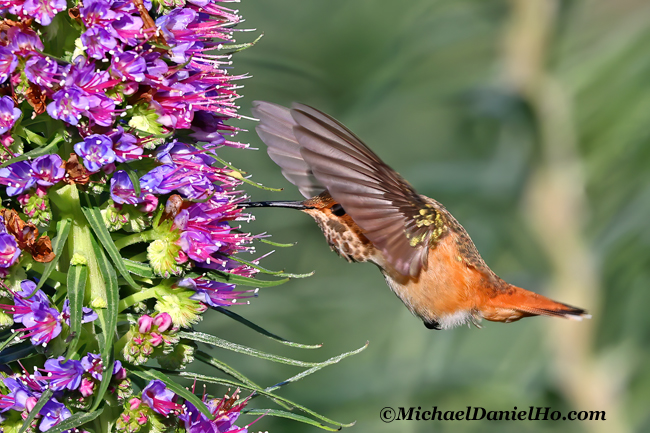 photo of allen hummingbird feeding