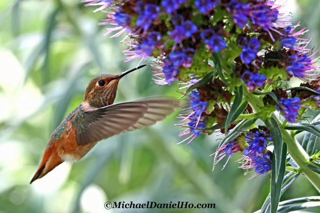 allen's hummingbird feeding