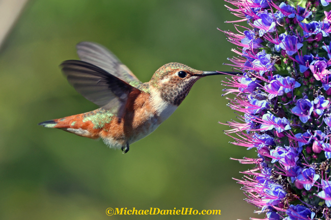 photo of allen's hummingbird feeding