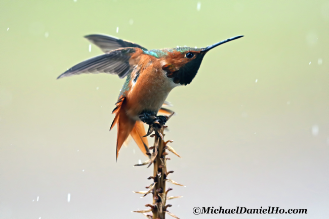photo of allen's hummingbird stretching