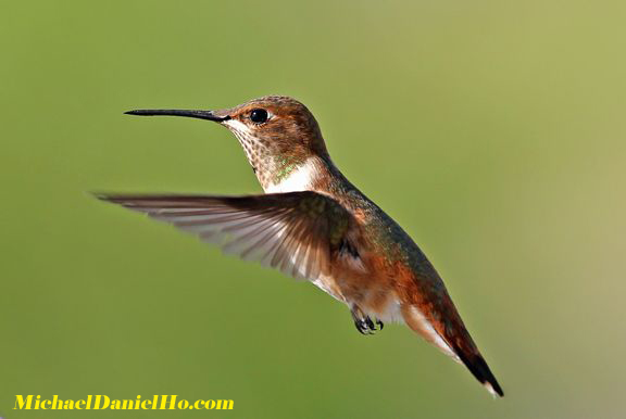 allen's hummingbird photo