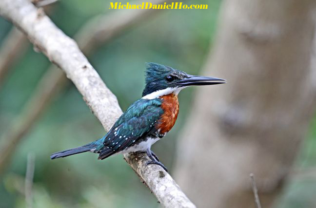 photo of Amazon kingfisher