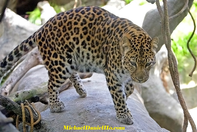 amur leopard photo