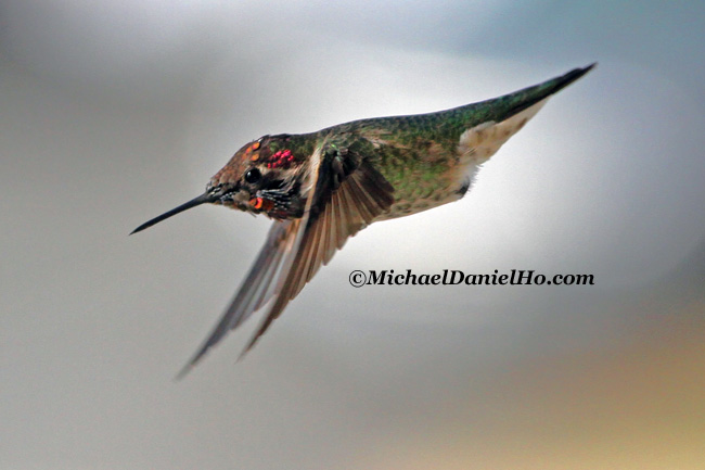 photo of anna's hummingbird flying