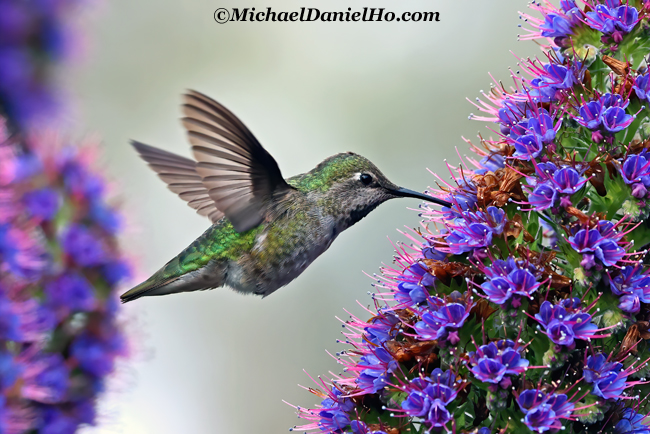 photo of anna hummingbird feeding