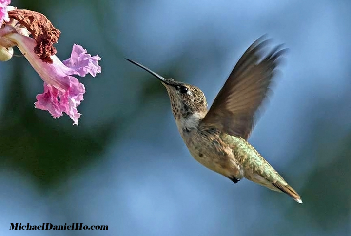 photo of anna's hummingbird