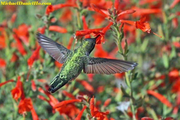 anna's hummingbird photo