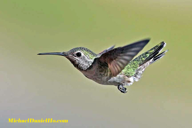anna's hummingbird photos