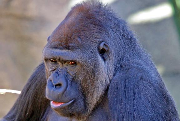 photo of mountain gorilla