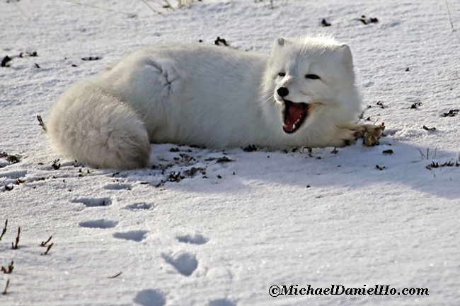 arctic fox lying on snow in the high arctic